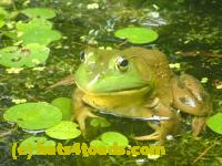 /home//u458753944/public_html/sourcegallery//Frogs/More bullfrogs/P7251195.JPG